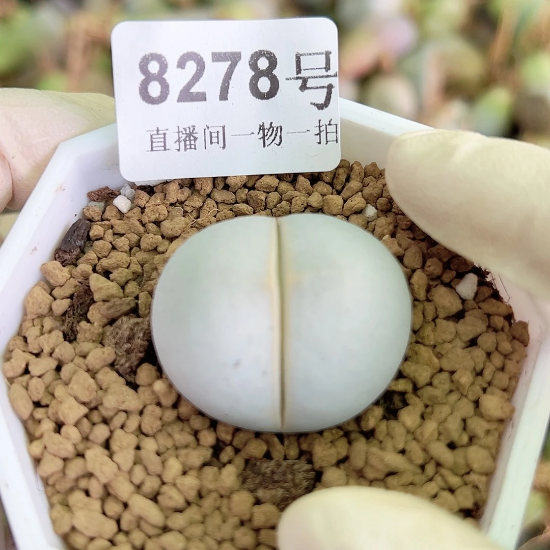 8278 好养易活生石花大母本3cm