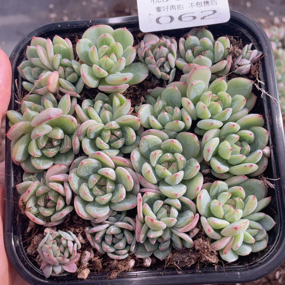 糕大上多肉植物62