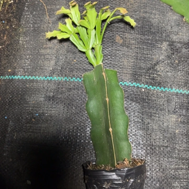 白蕾神嫁接多叶片小苗一颗25