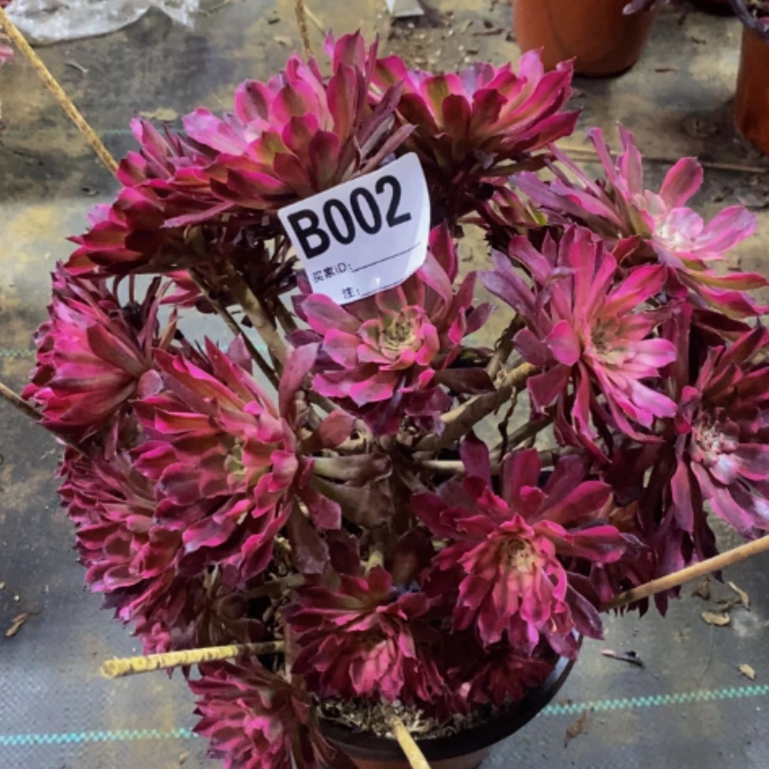 【闪购商品】雪姬002