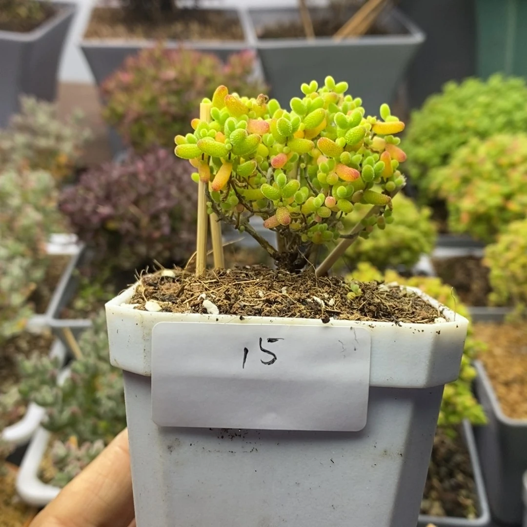 15蜜橘糖球枝干番杏