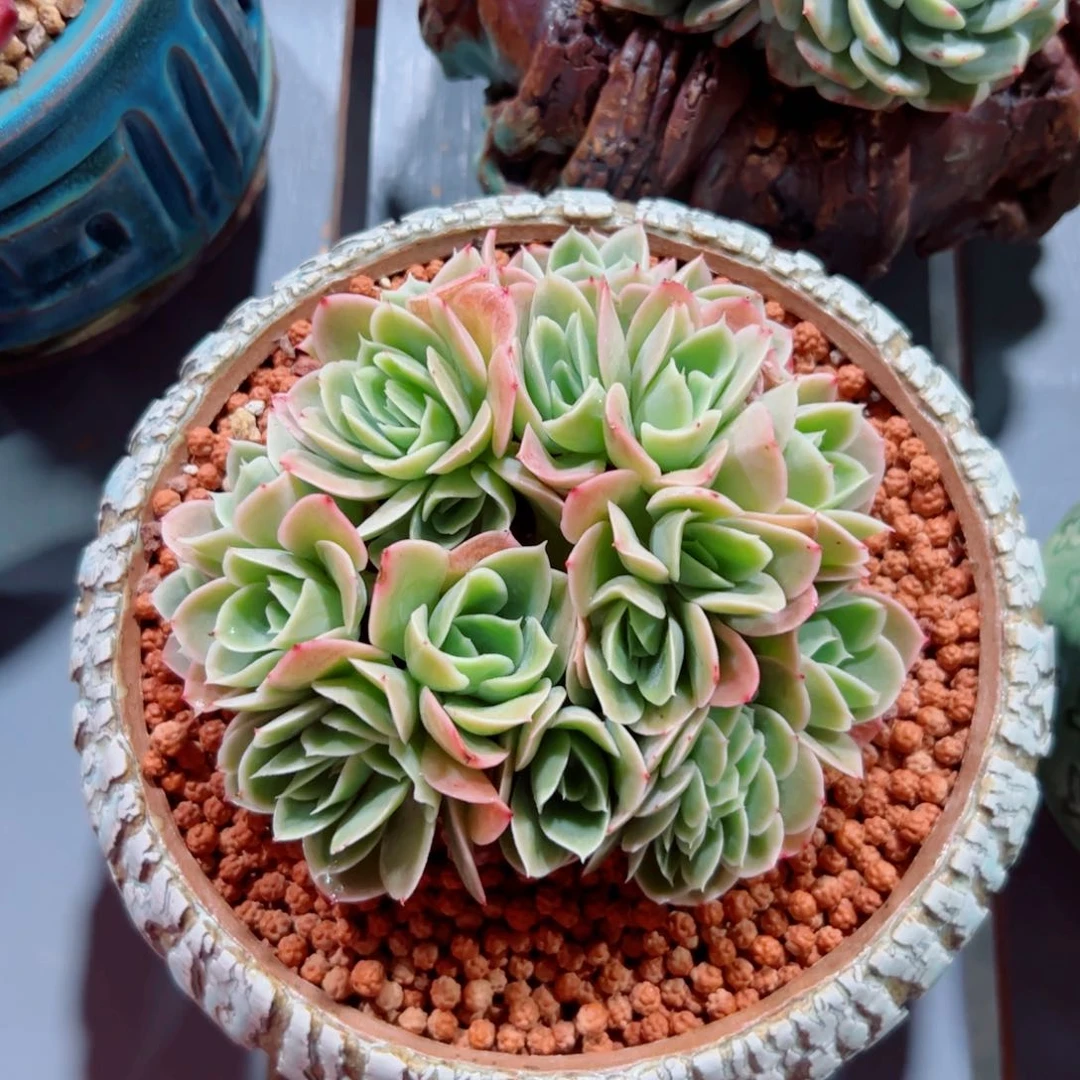 星娜塔朵朵缀化多肉植物