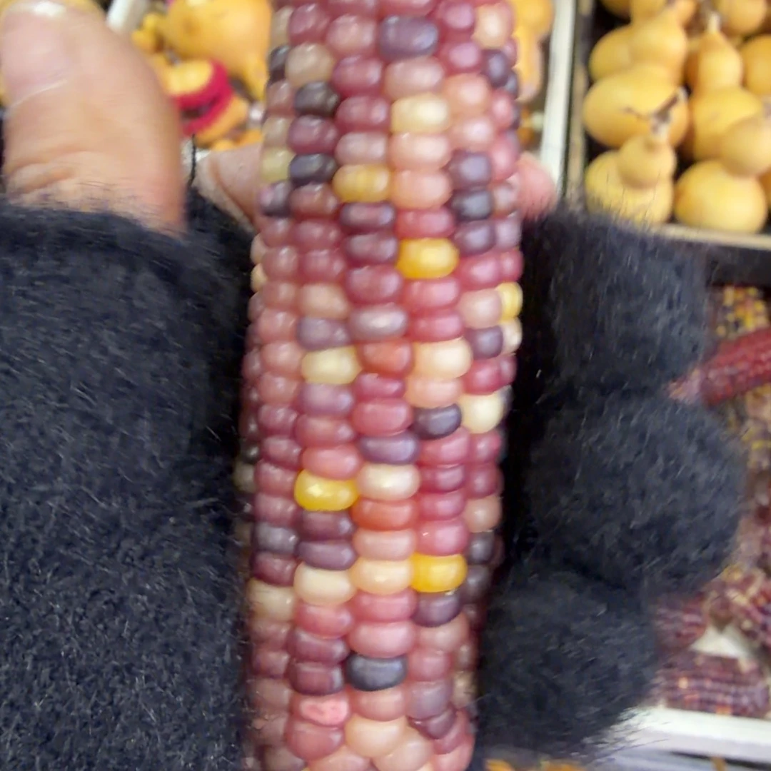 丁***葱文玩小玉米精选全品