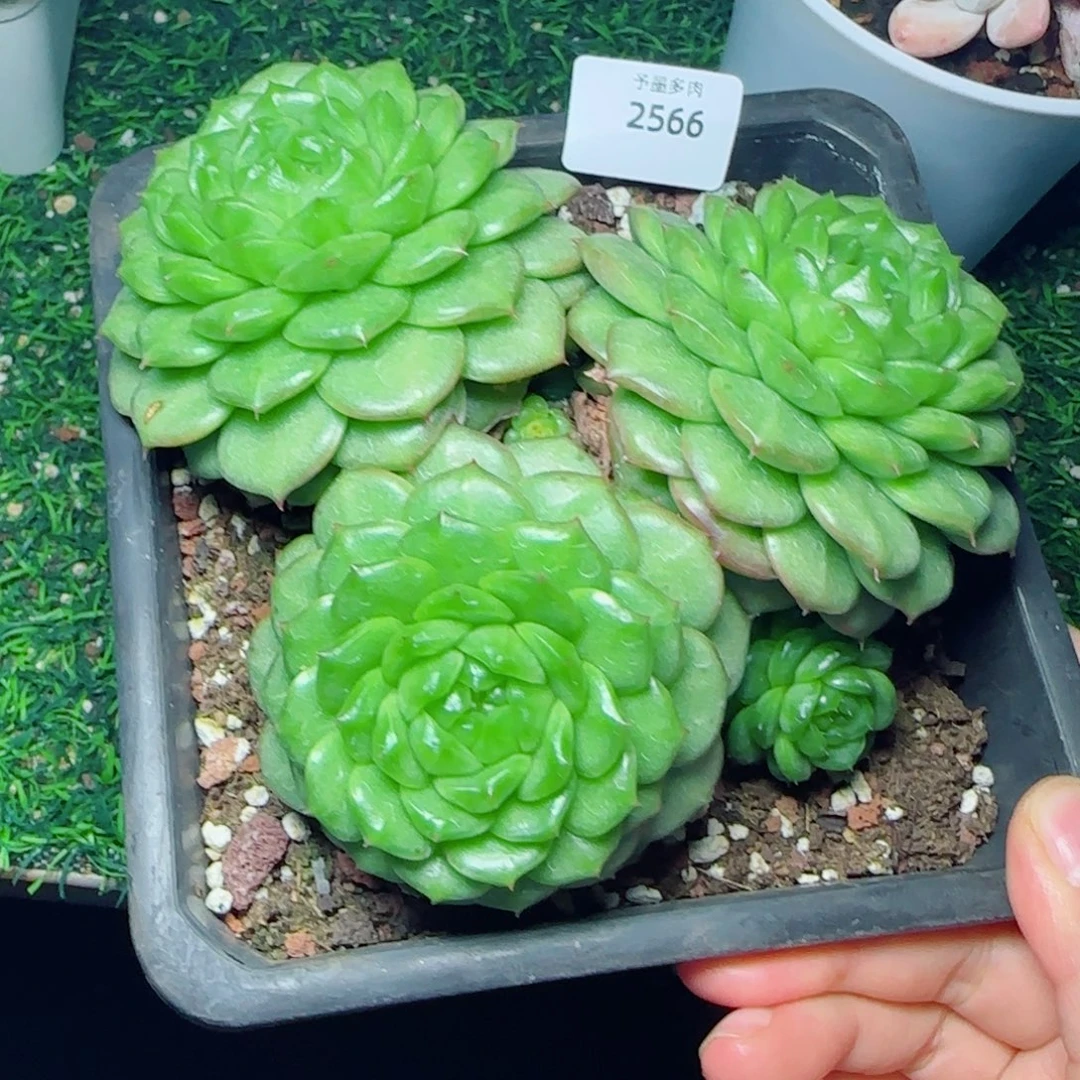 灯泡珍妮群，2566多肉植物