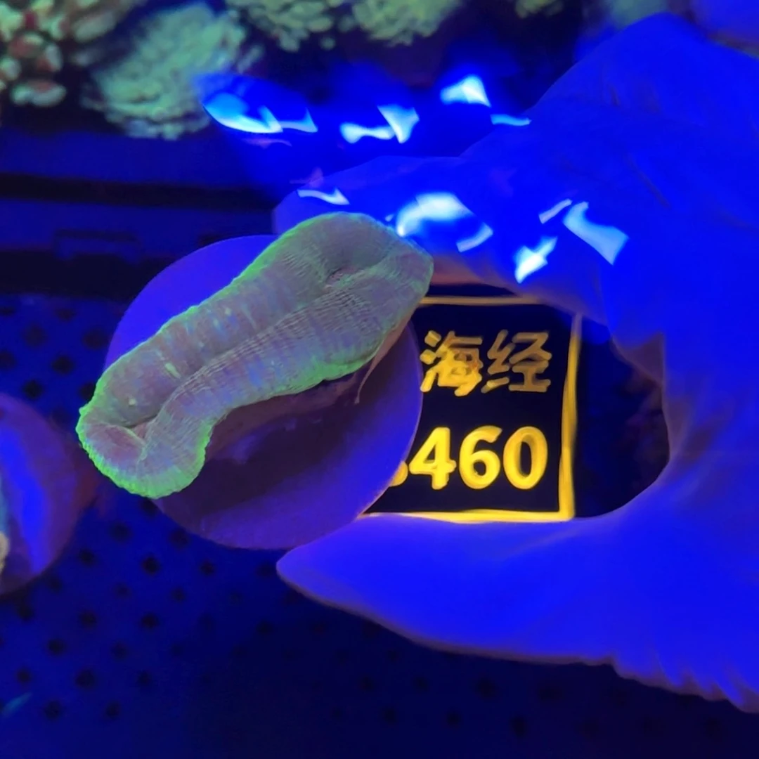 喊***明纽扣珊瑚又又不包邮脱藻甜筒脑B460
