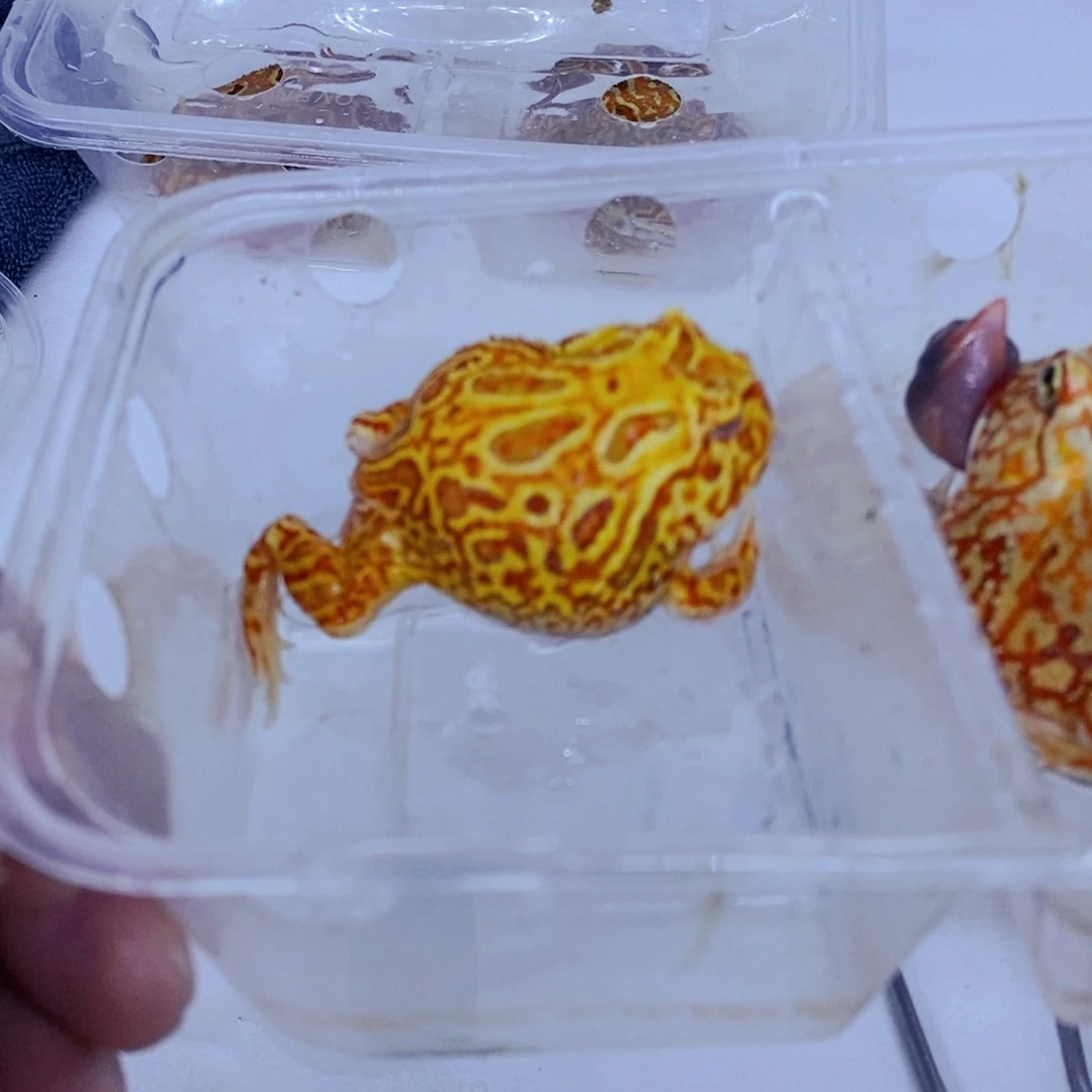 角蛙微瑕南瓜一只