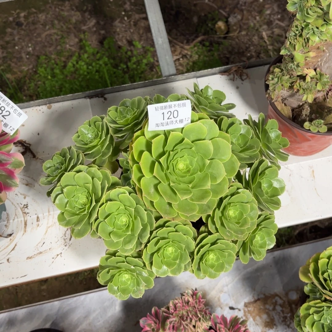 120万圣夜多肉植物法师