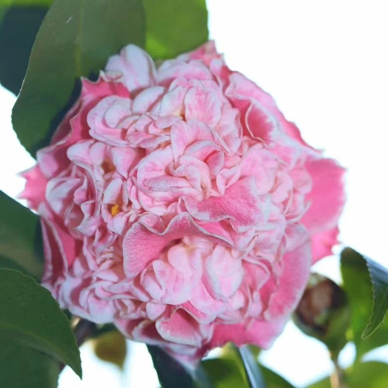 【霍蒂球球茶花】稀有珍贵品种 托桂型大花 阳台庭院