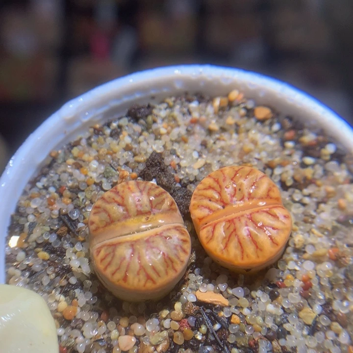 抖***谱精品生石花125.139