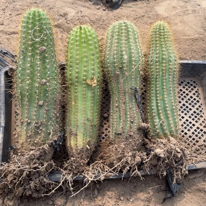 254新品毛花柱落地无木心斑一个