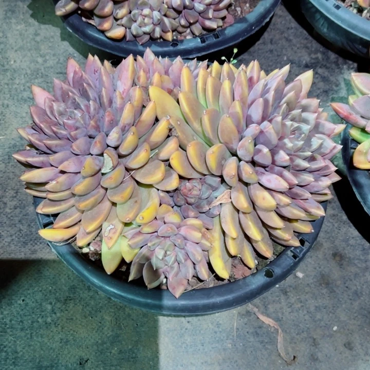 精品多肉植物老桩