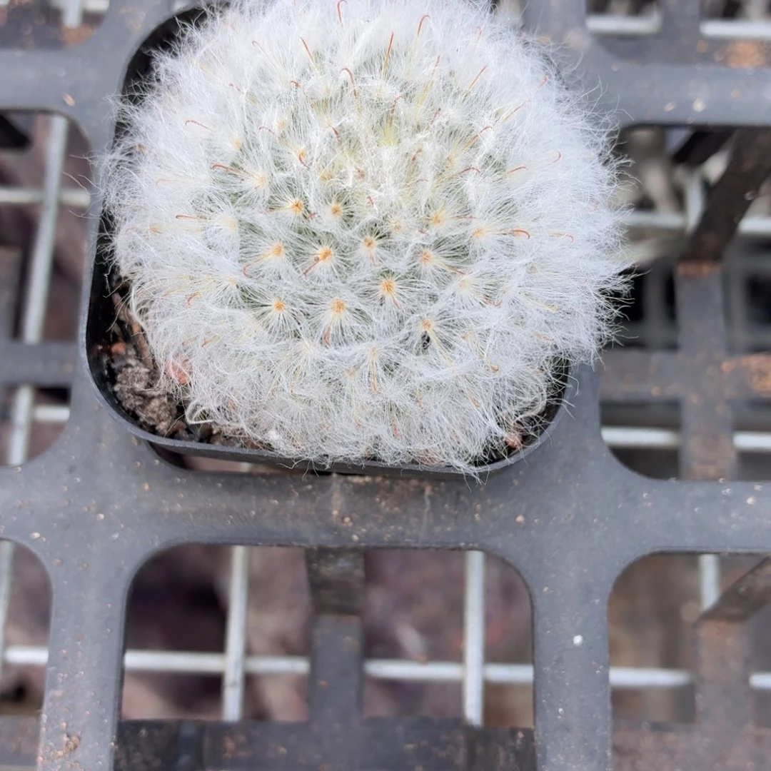 白云高沙多肉9.9包邮发货