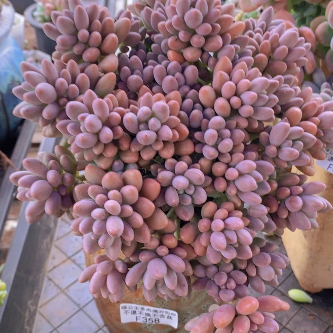 星戴露15cm358多肉植物