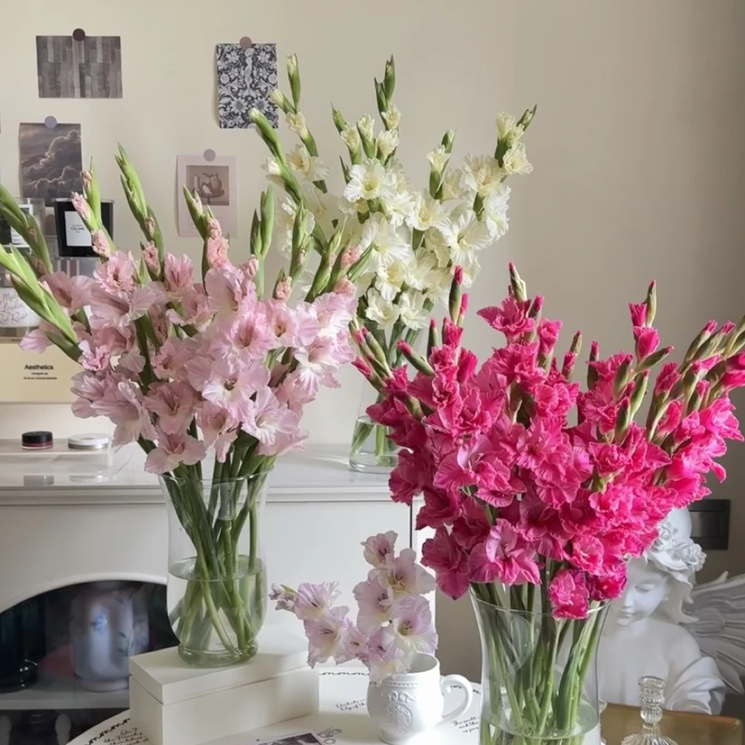 【剑兰 唐菖蒲】东北基地直发顺丰包邮清新芳香水生鲜花