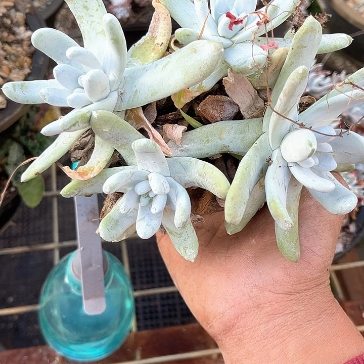 1****3仙女杯多肉植物盆栽