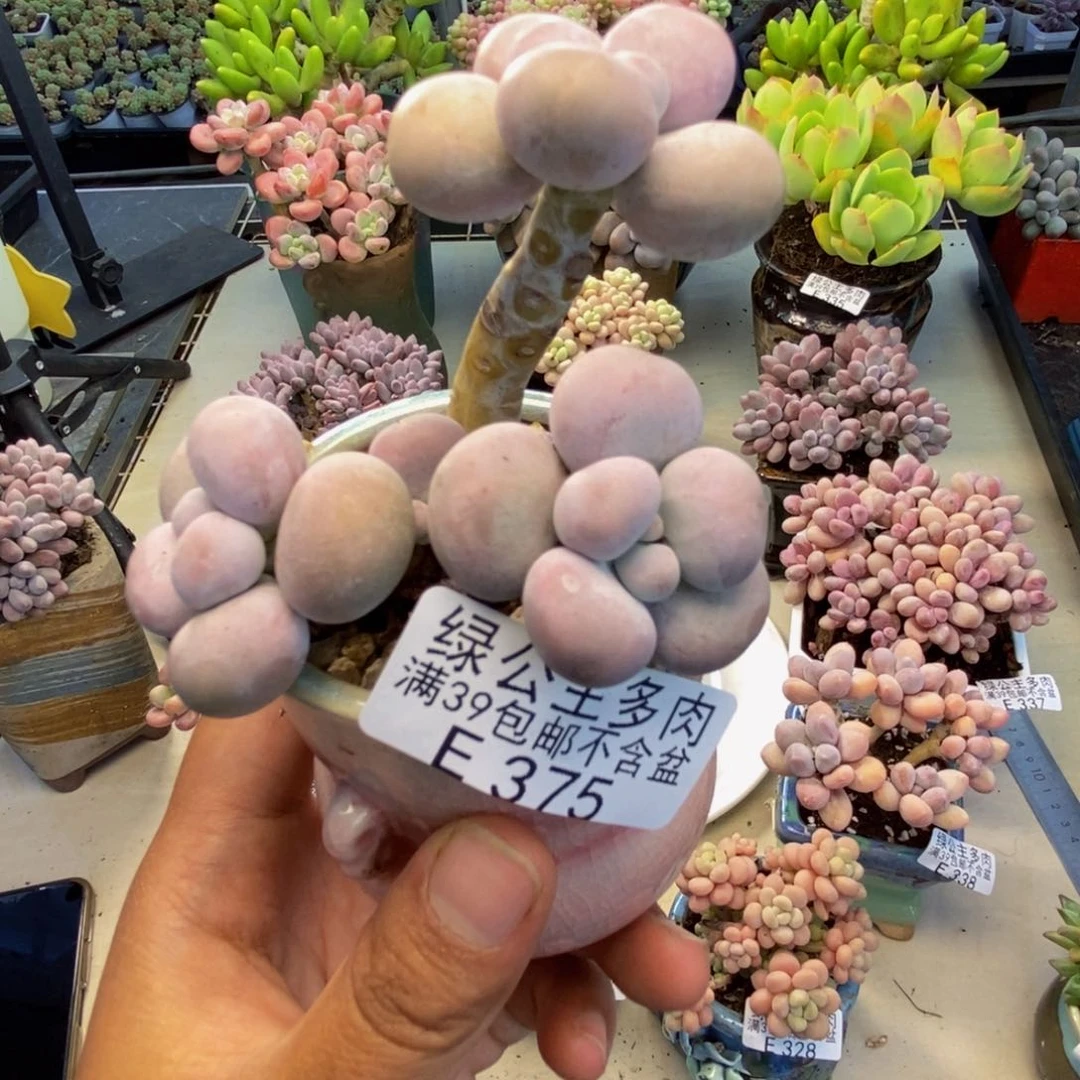 375芭比奶多肉7c m