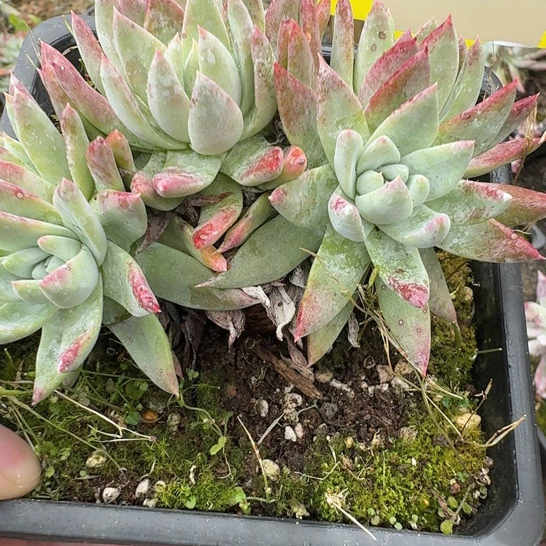 j***i多肉植物仙女杯1217176