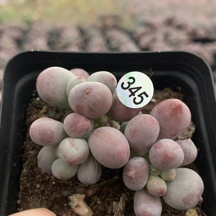 桃花奶酪多肉植物