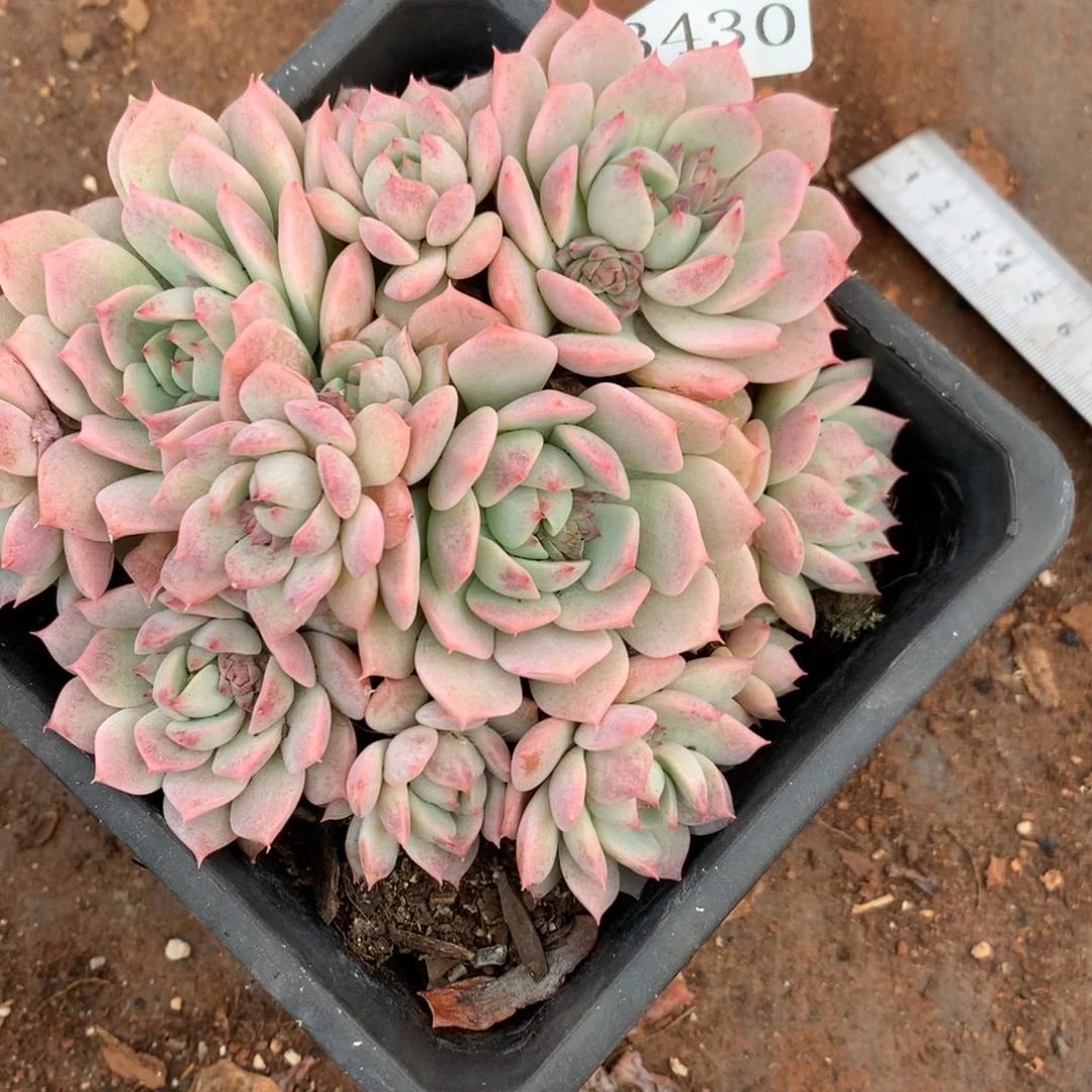 3430杂交精品基地13厘米