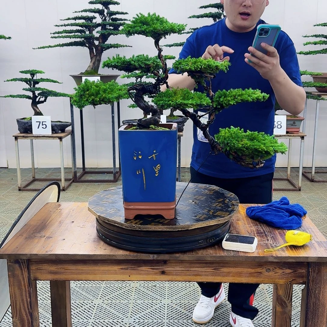 无花朵柏树造型盆景