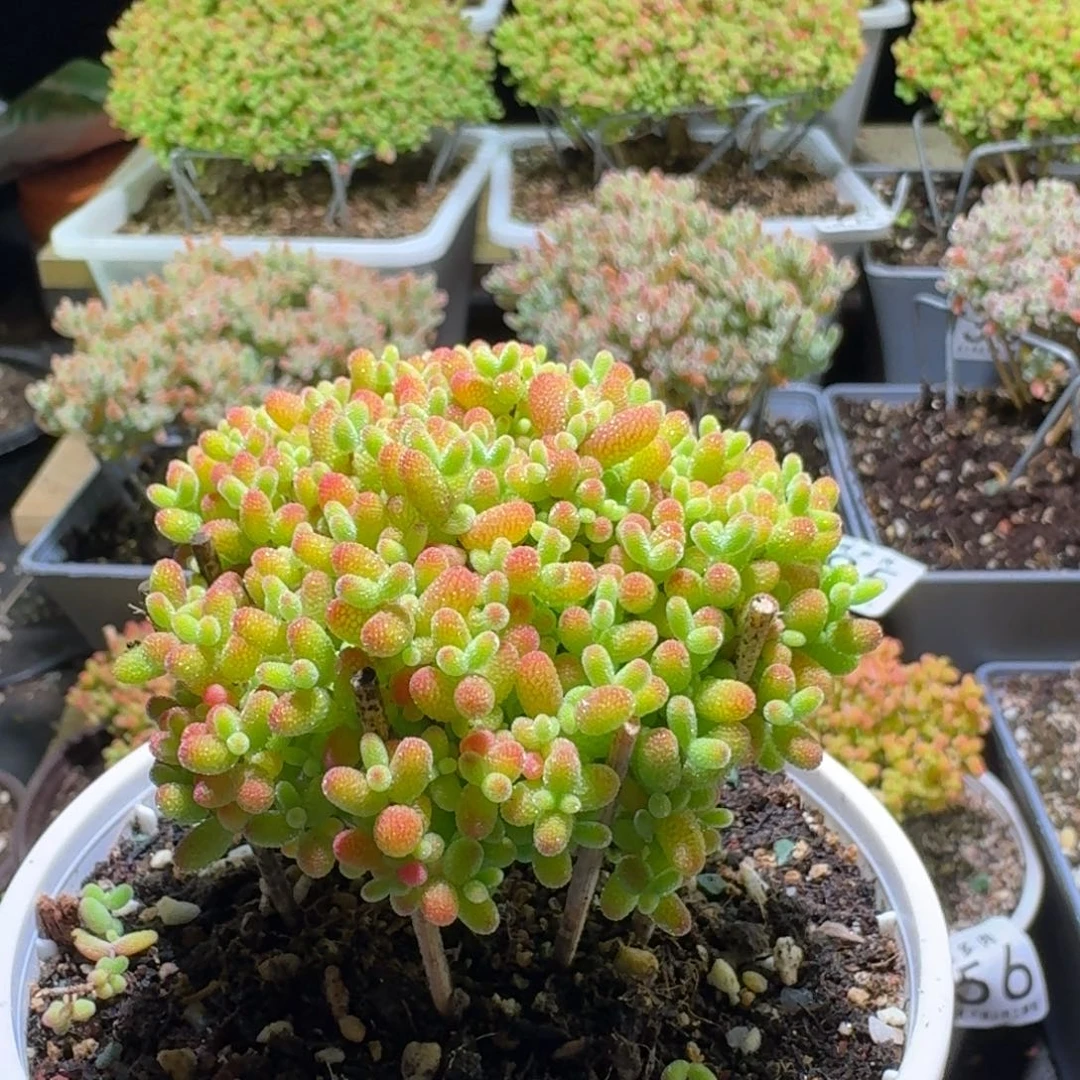 枝干番杏蜜橘糖球410