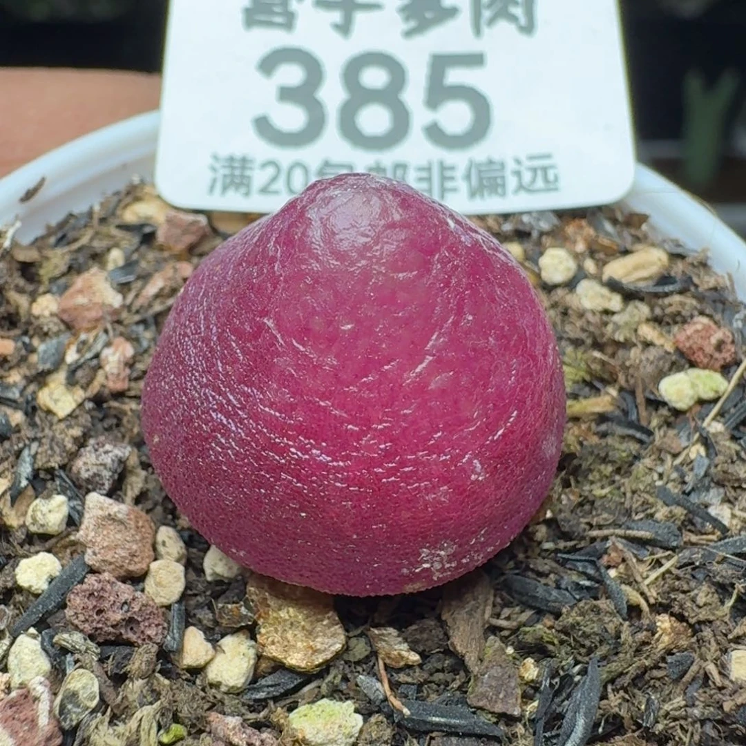 带盆土。  灯泡2.0。