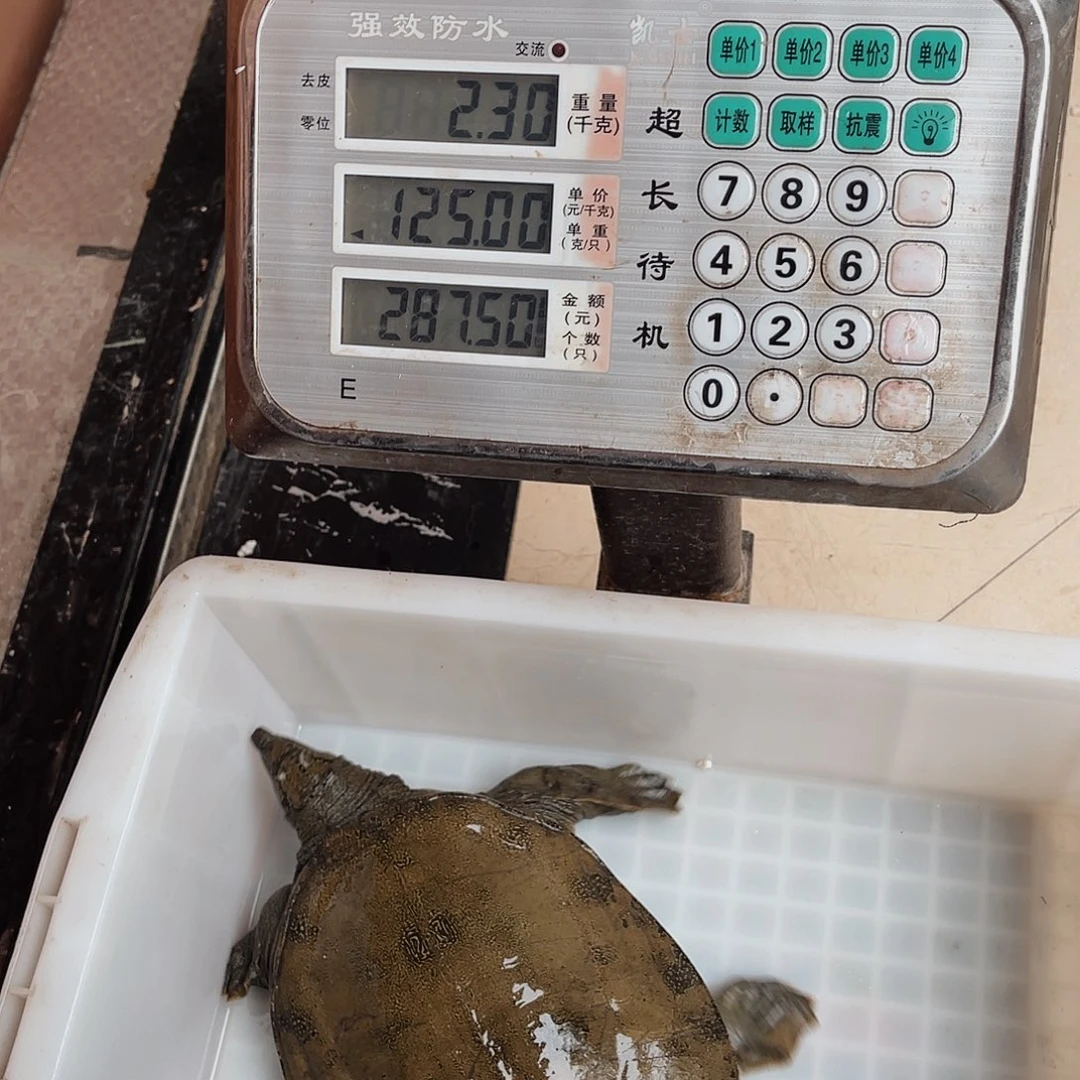 中国大陆野生甲鱼包邮包活