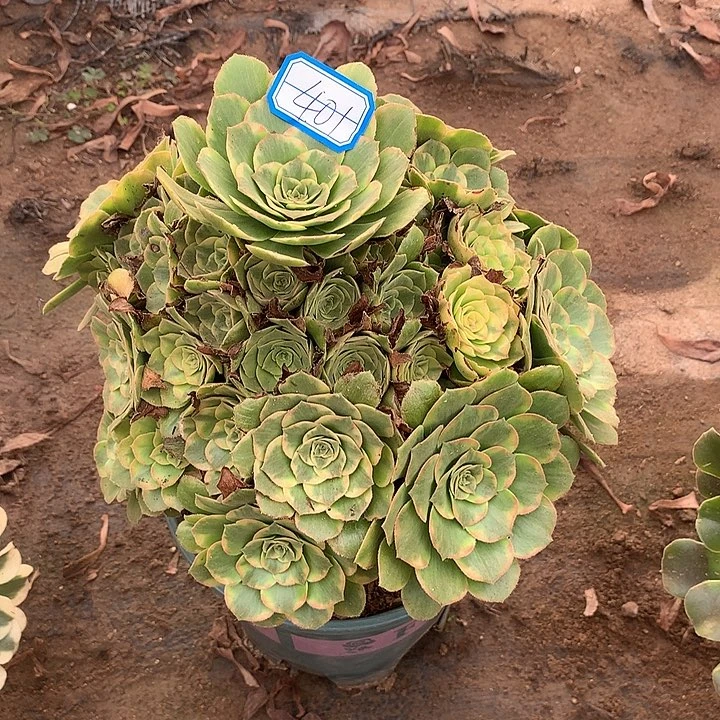 多肉植物金丝401号