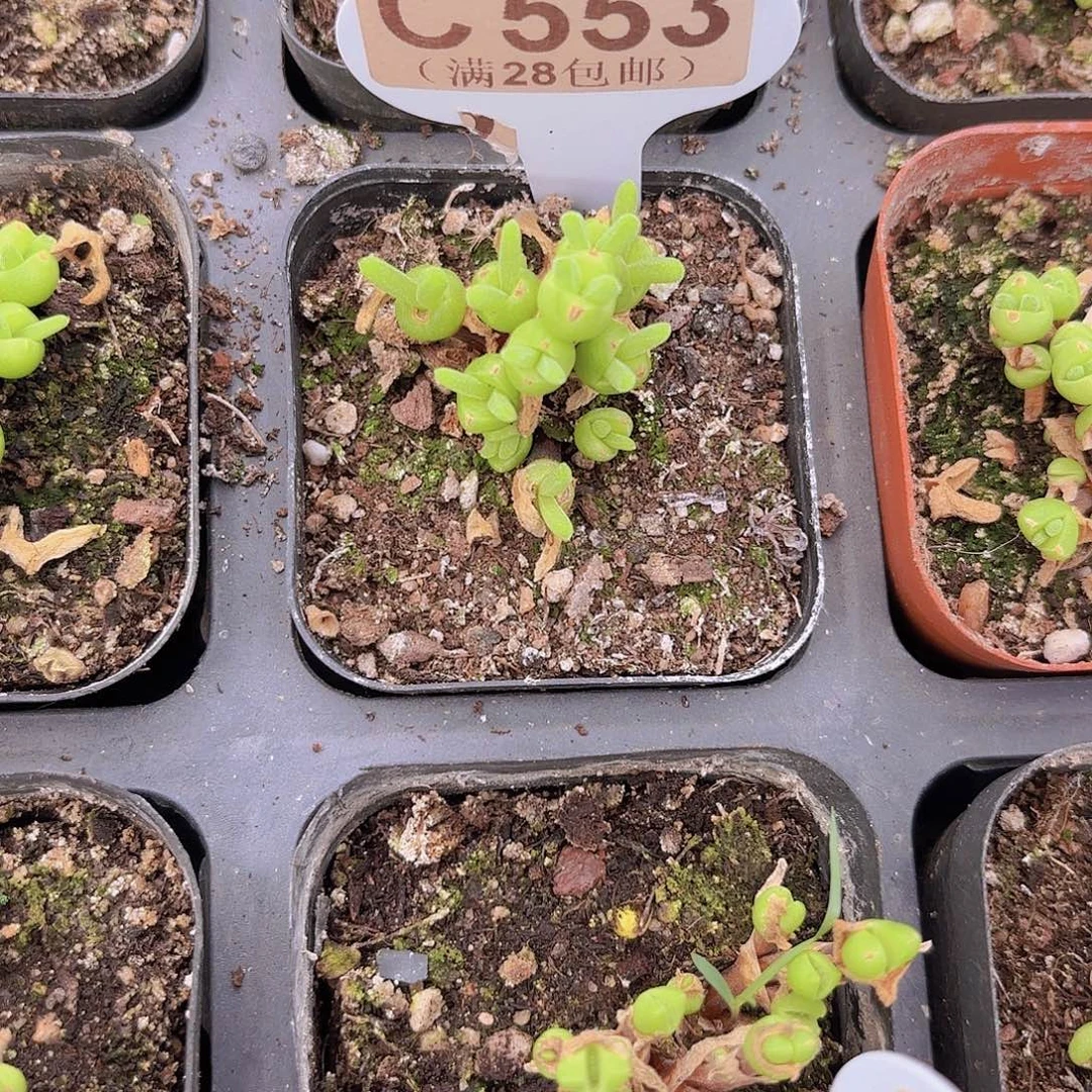 C553短耳兔一物一拍
