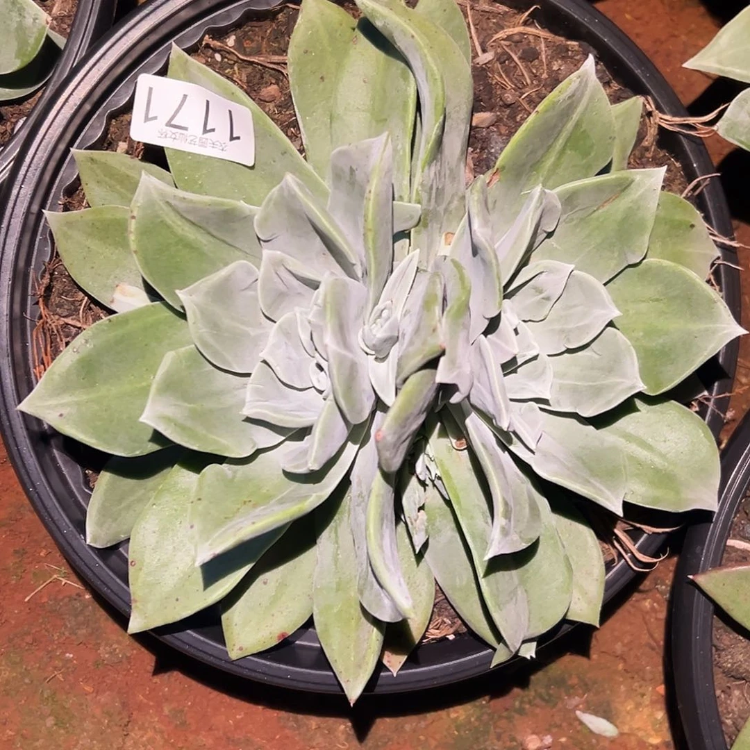 红***.3代杂交仙女杯多肉