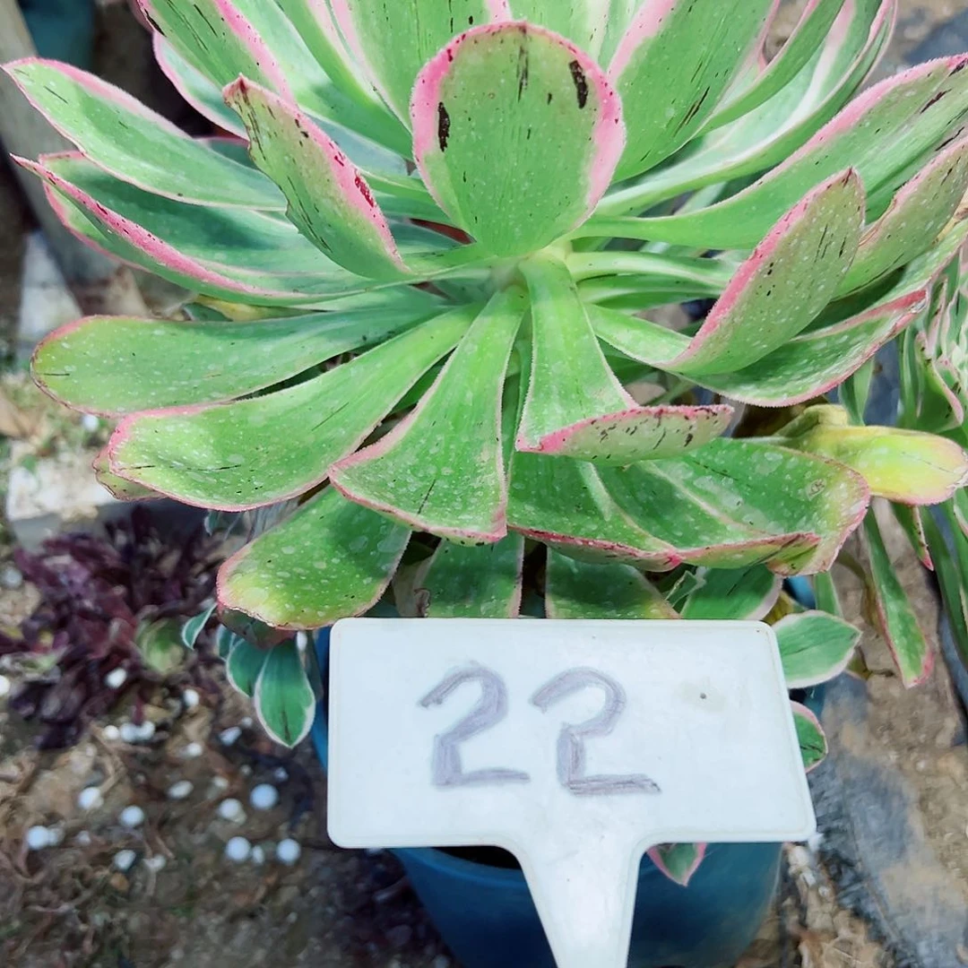 多肉植物大叶法师