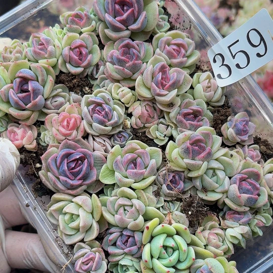 多肉植物多肉植物359