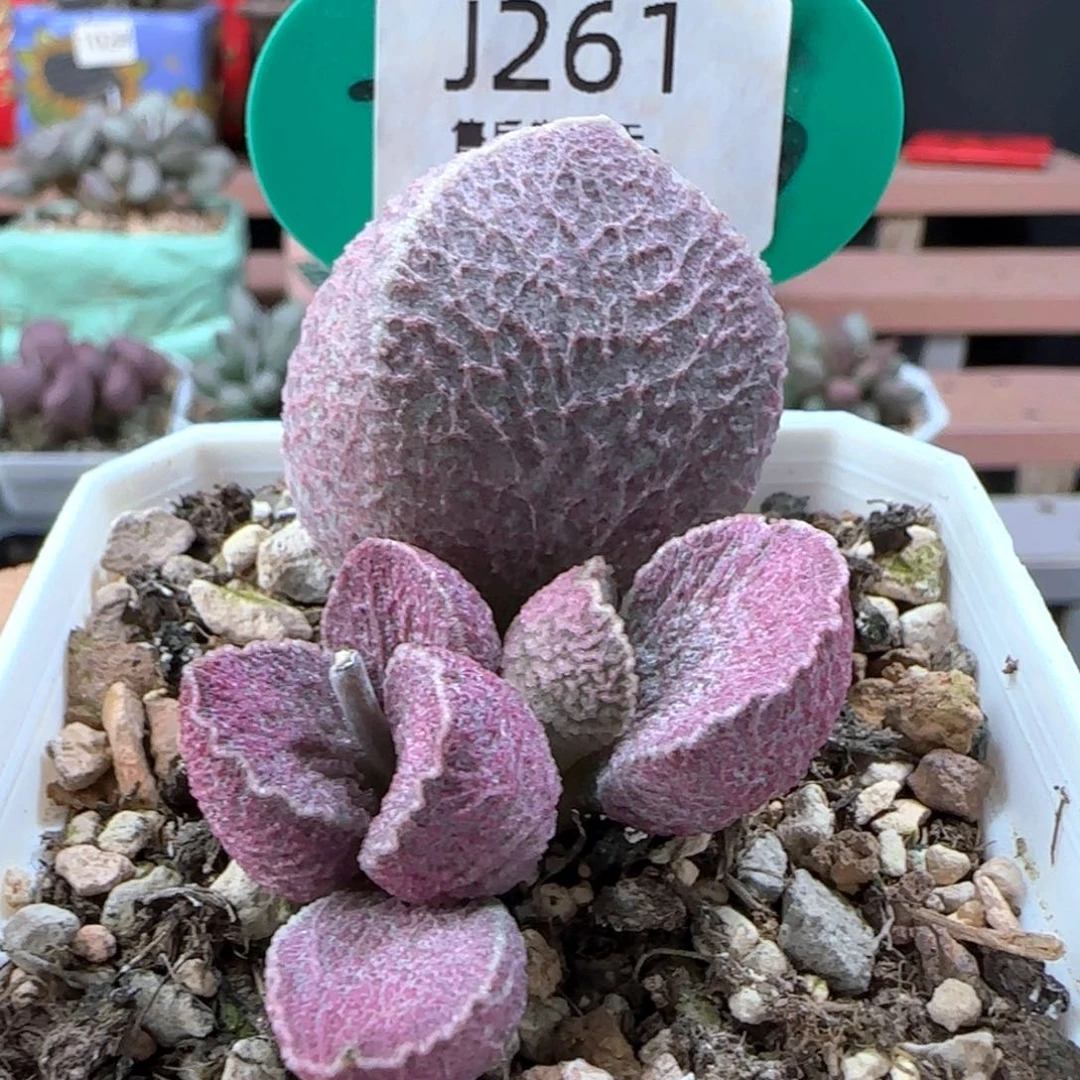 巨型哈默猪肝。    261。