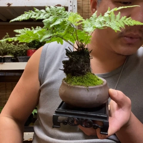 红陶一物一拍所见即所得264