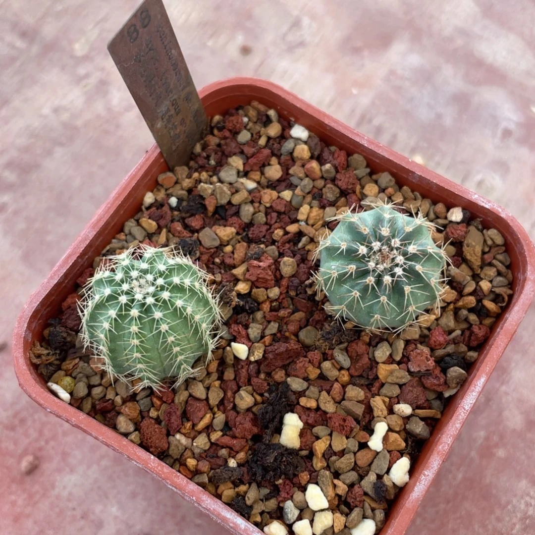 鹿角柱实生仙人球明石丸2个