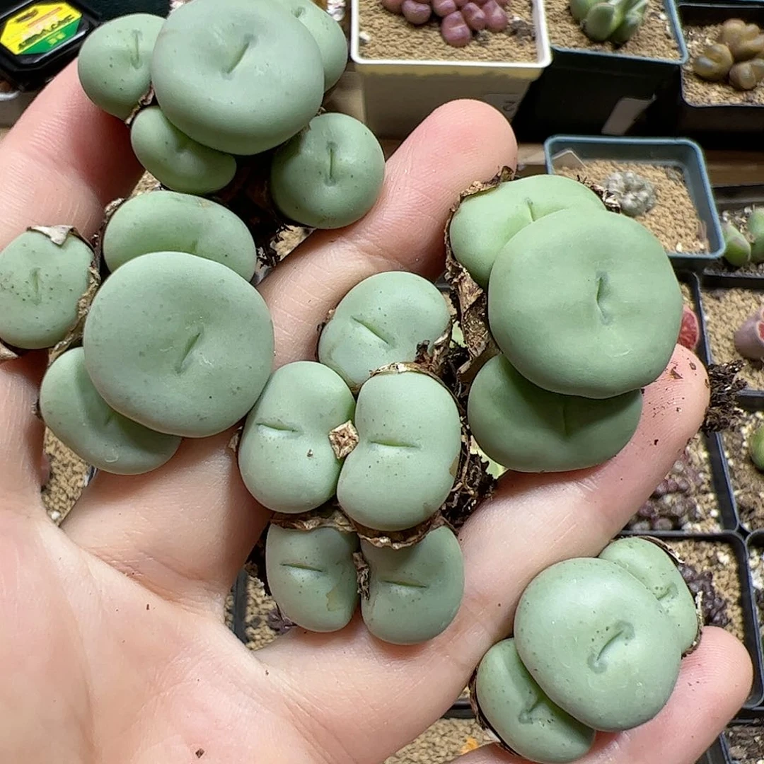 【闪购商品】201 饼