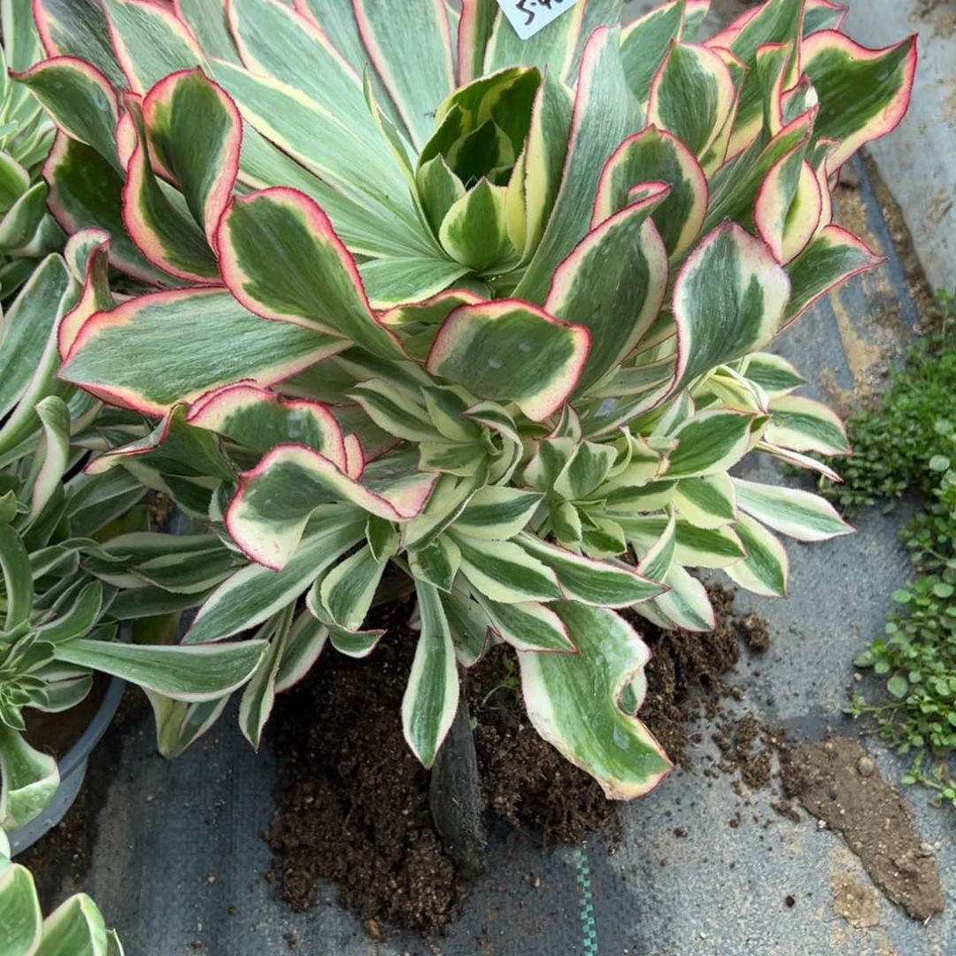 48魅影多肉多肉多肉多肉