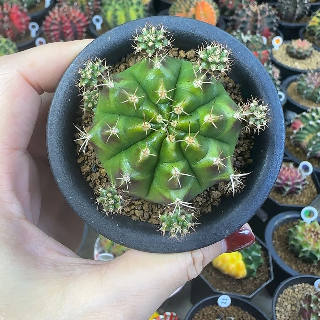 皮色球喜欢直接拍就行