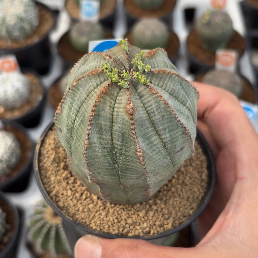 334老布纹球带盆带土