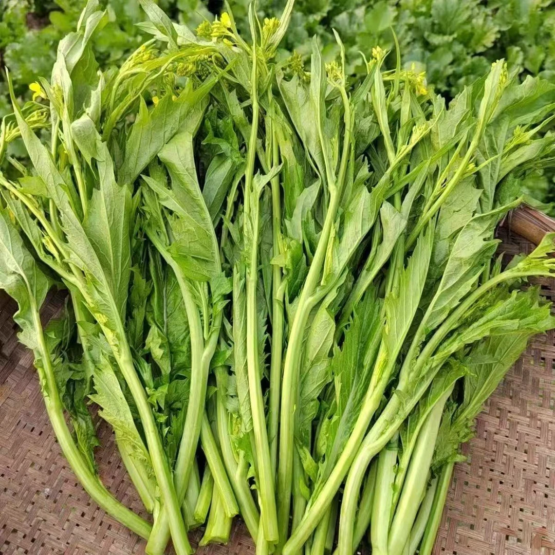 云南特产富源菜苔农家自种菜苔