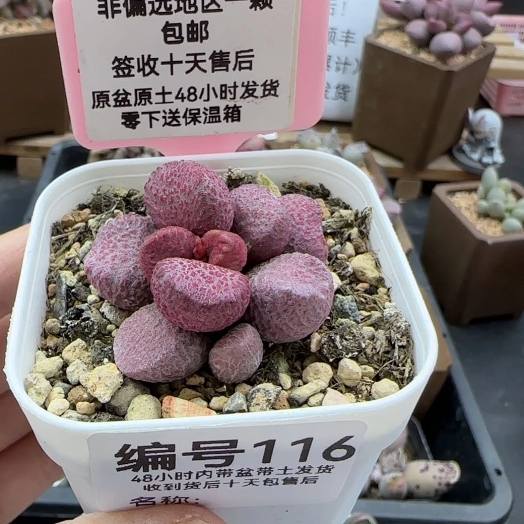 116夏娃多肉植物
