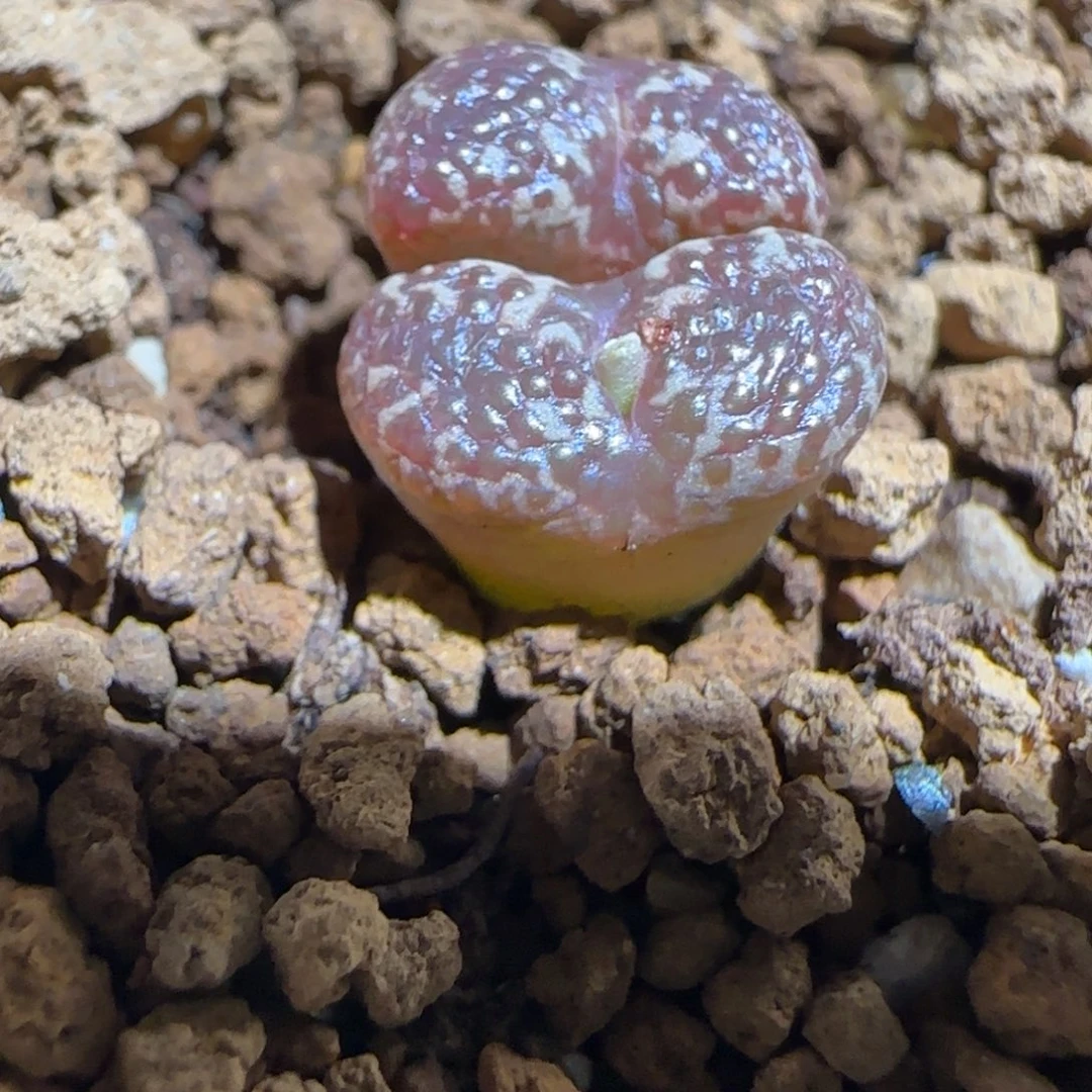 肉锥多肉植物组合-10km泡泡勋813