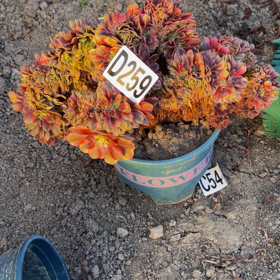 半糖荔枝28////39