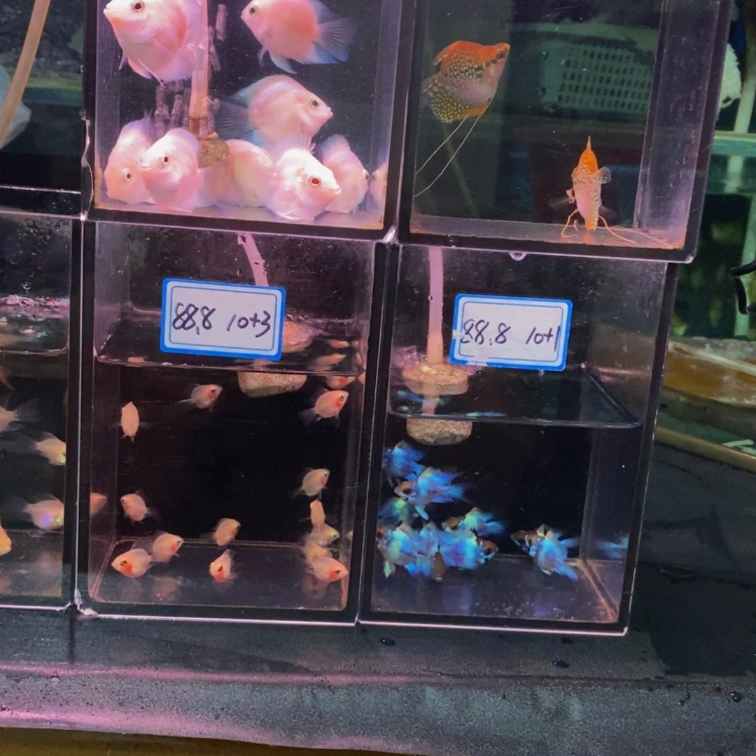 兰***短鲷鱼蓝波子三对