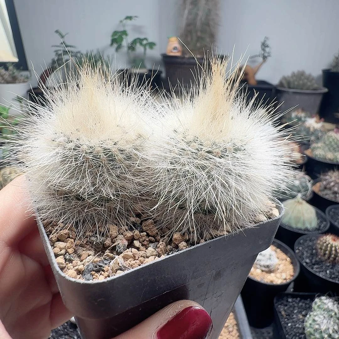 实生长毛白小丁两颗