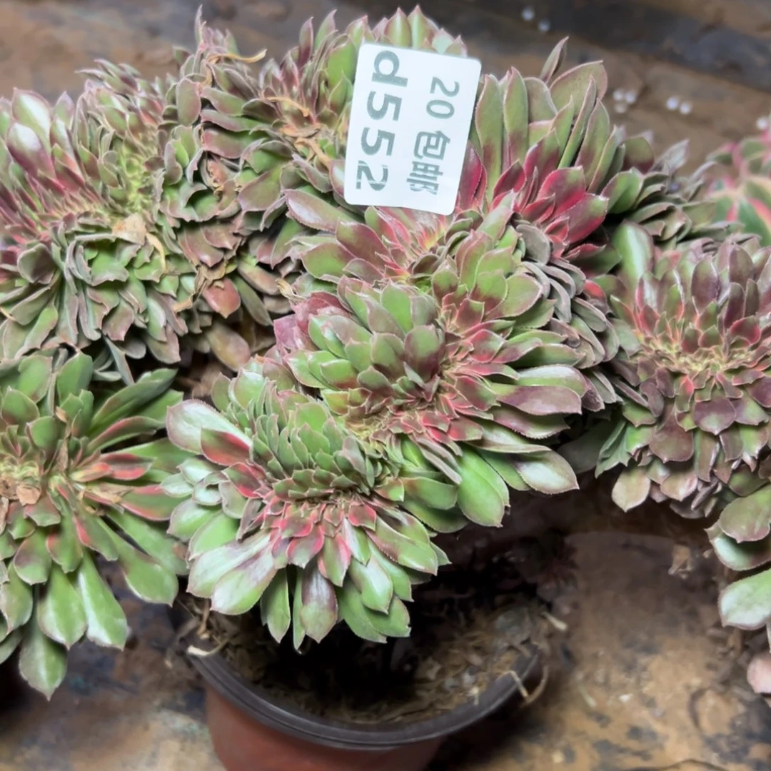 552变异，多肉法师