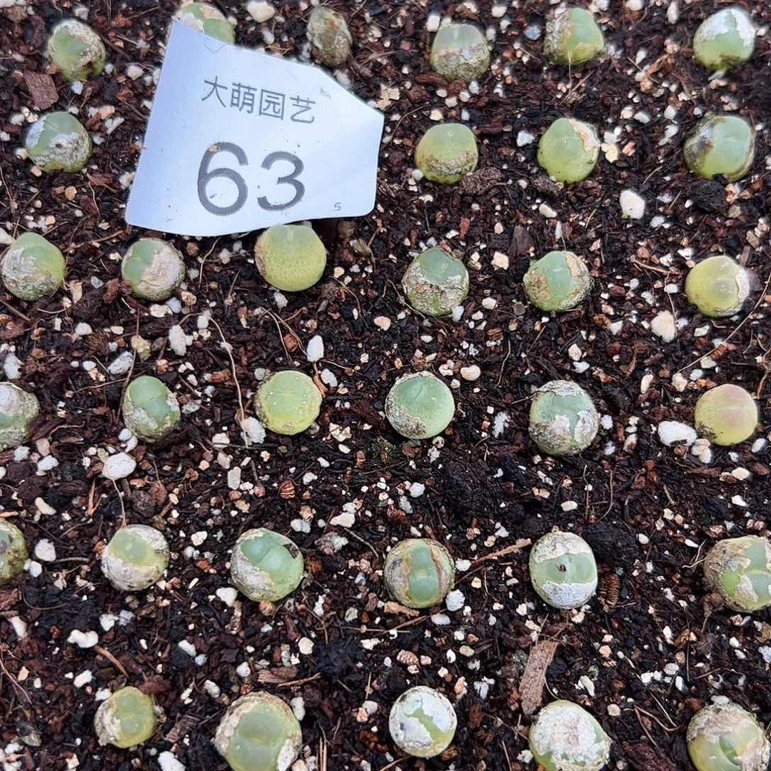 000063量拍3年拉登1颗尺寸0.9上下