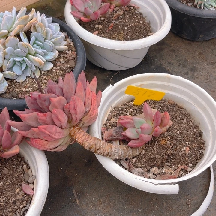 桃花源多肉植物8 1 2