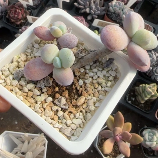 41雪美人多肉植物多