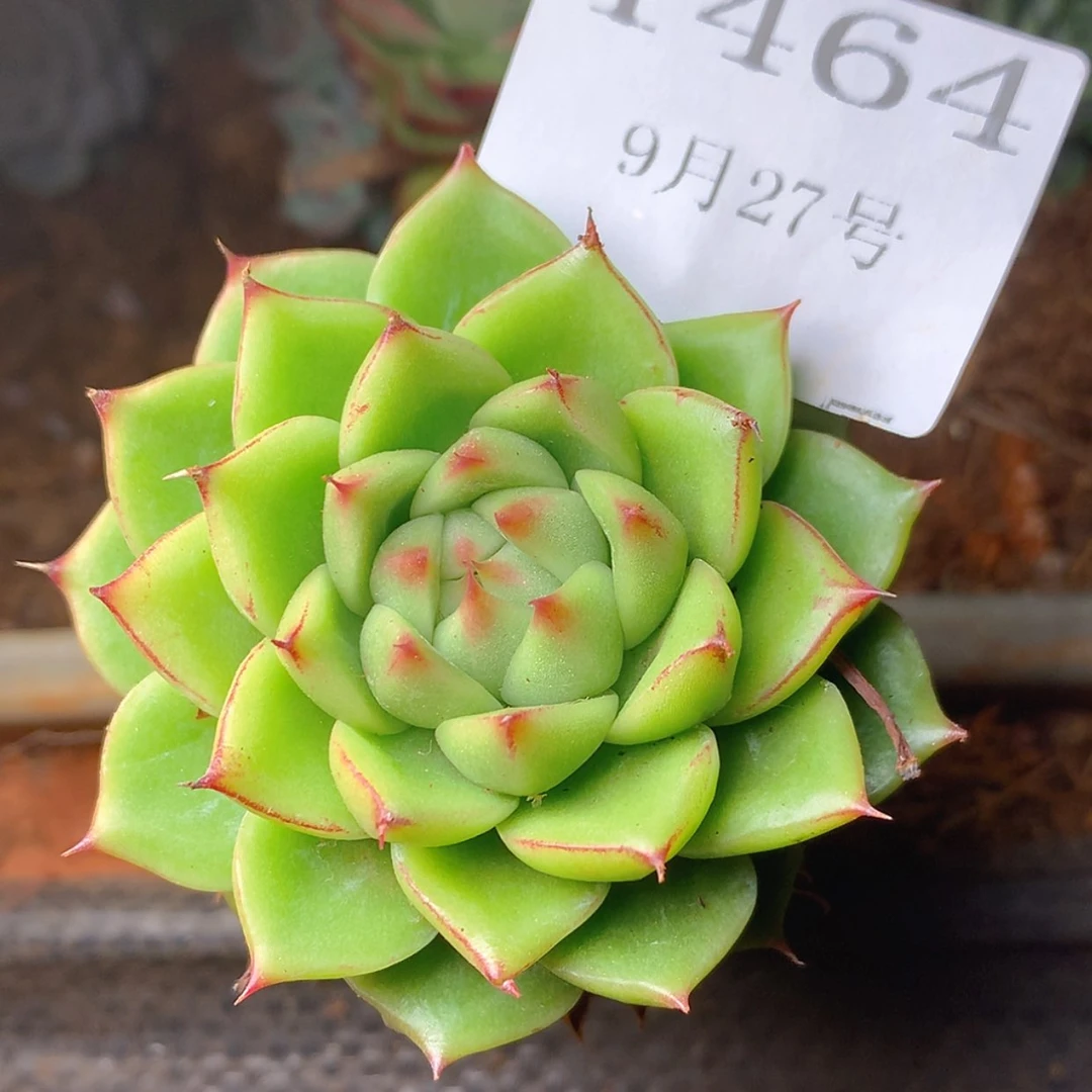 【闪购商品】云1464号